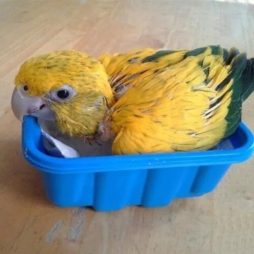 Baby-Golden-Conure.jpg